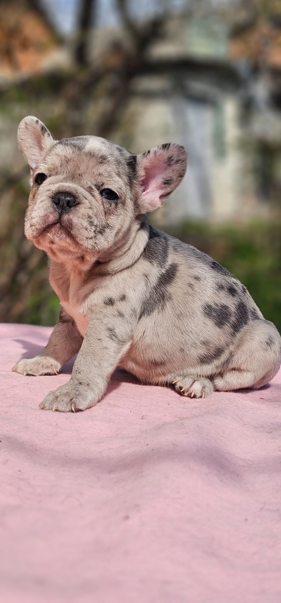 Девочка конфетка французского бульдога