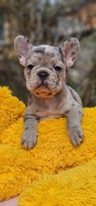 Девочка конфетка французского бульдога