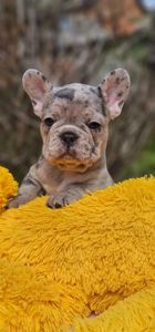 Девочка конфетка французского бульдога