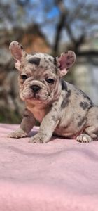 Девочка конфетка французского бульдога