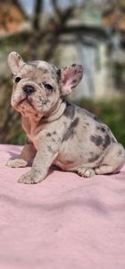 Девочка конфетка французского бульдога