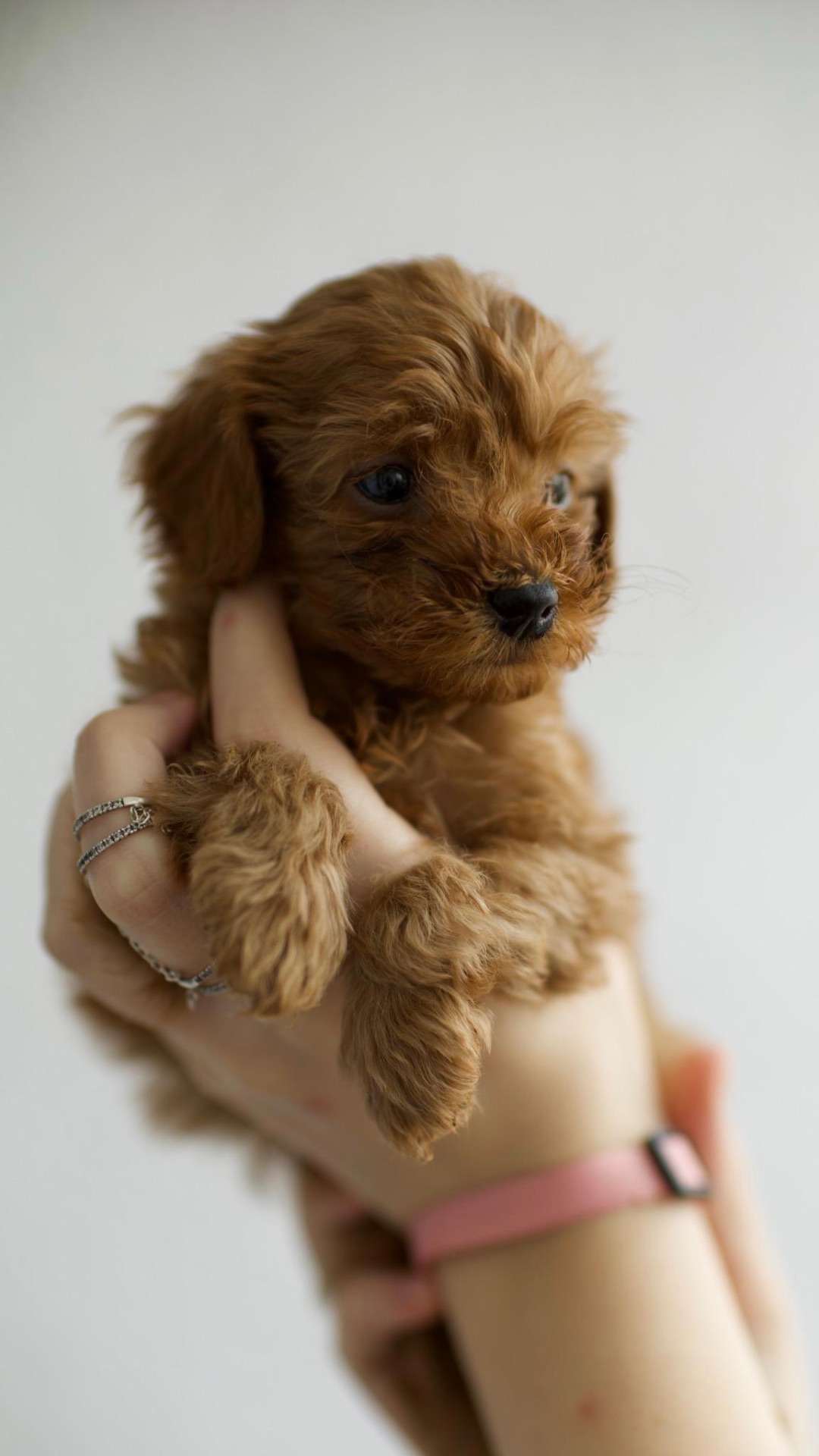 Шоколадні цуценята той пуделі (тікап)