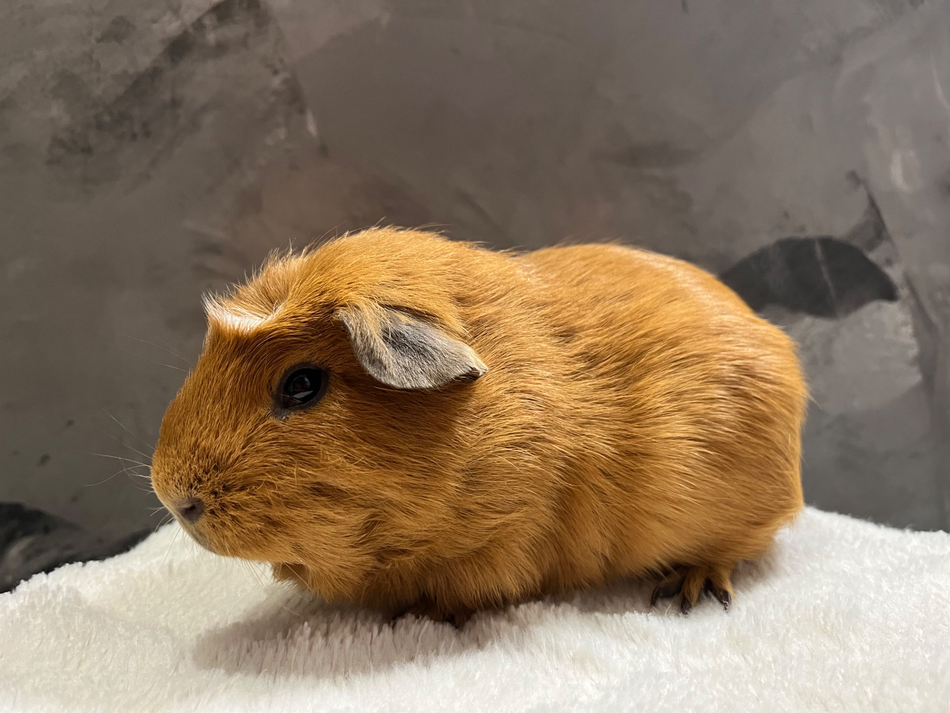 Американський крестед