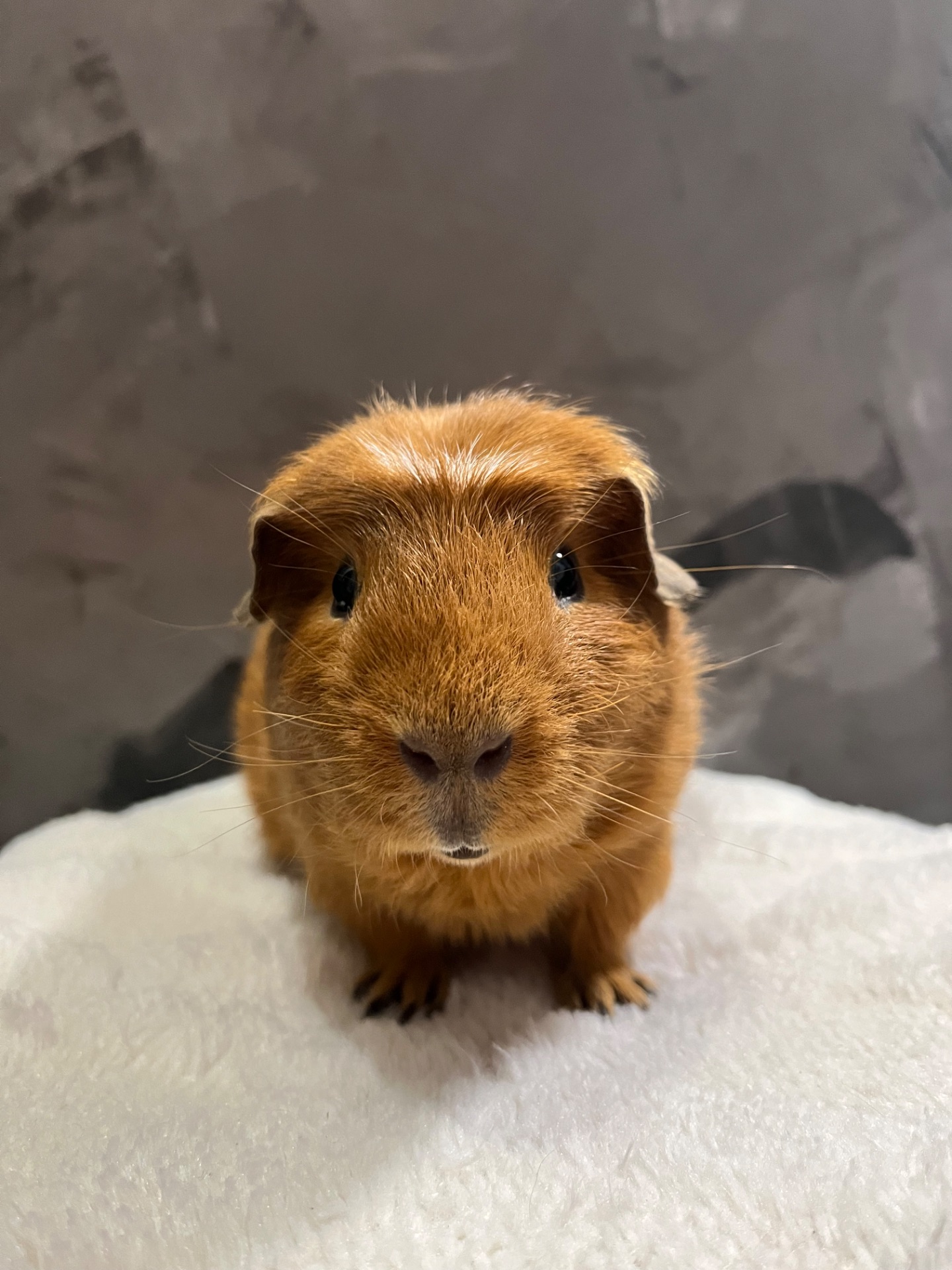 Американський крестед