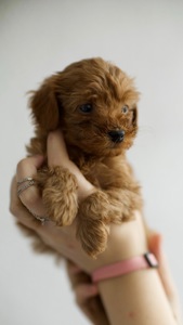 Шоколадні цуценята той пуделі (тікап)