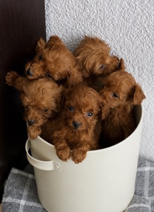 Шоколадні цуценята той пуделі (тікап)