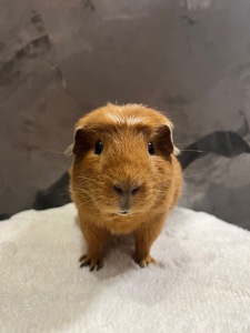 Американський крестед