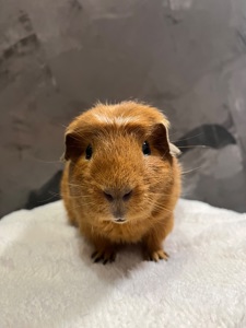 Американський крестед