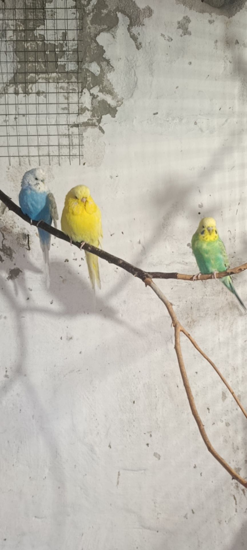 Хвилястики дорослі