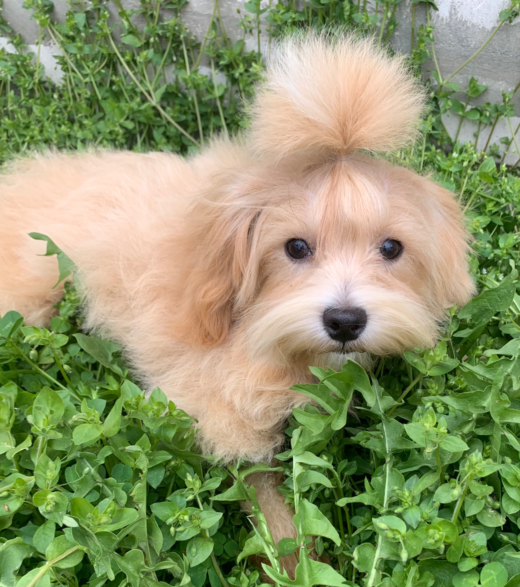 Мальтіпу хлопчик