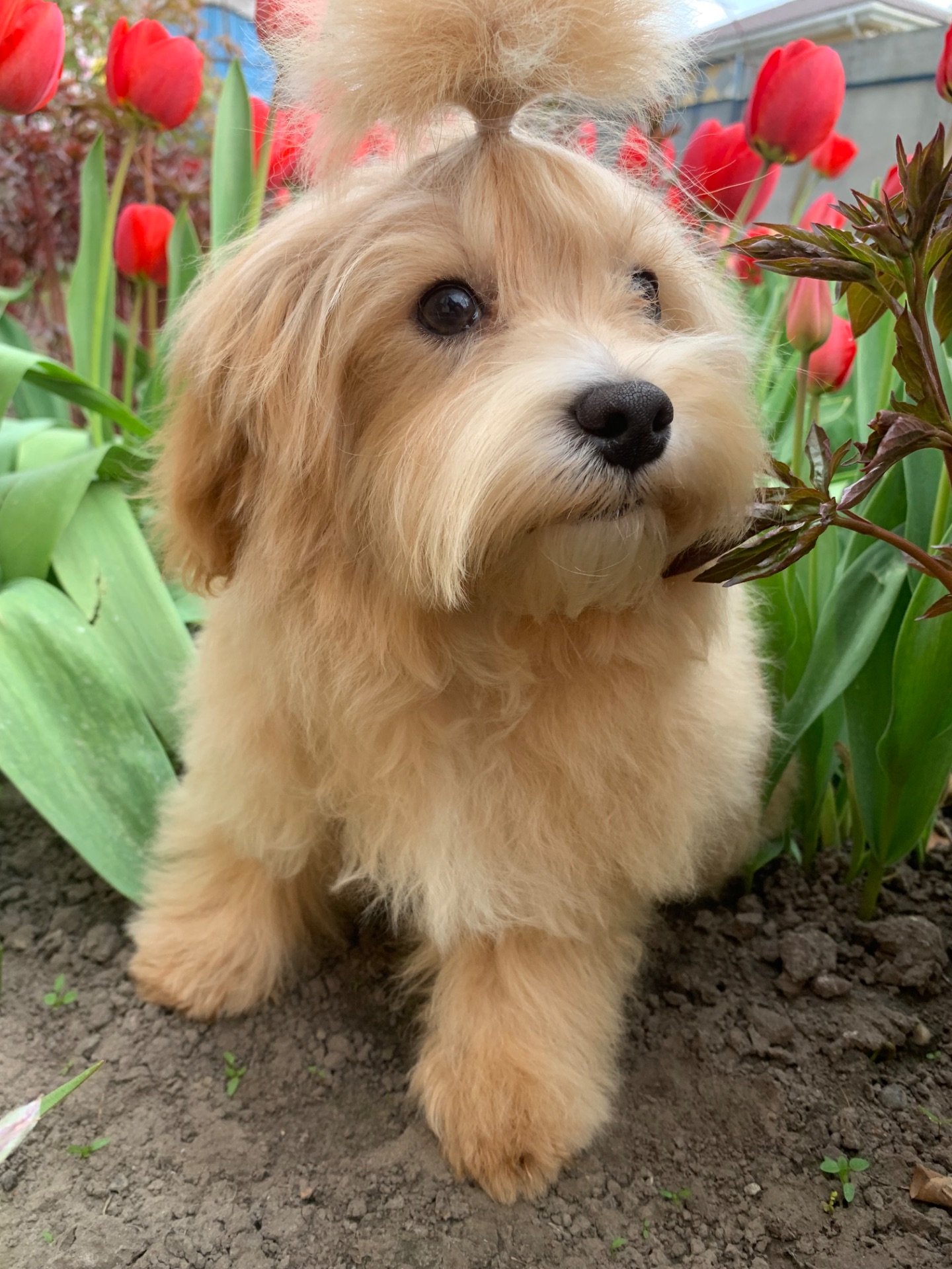 Мальтіпу хлопчик