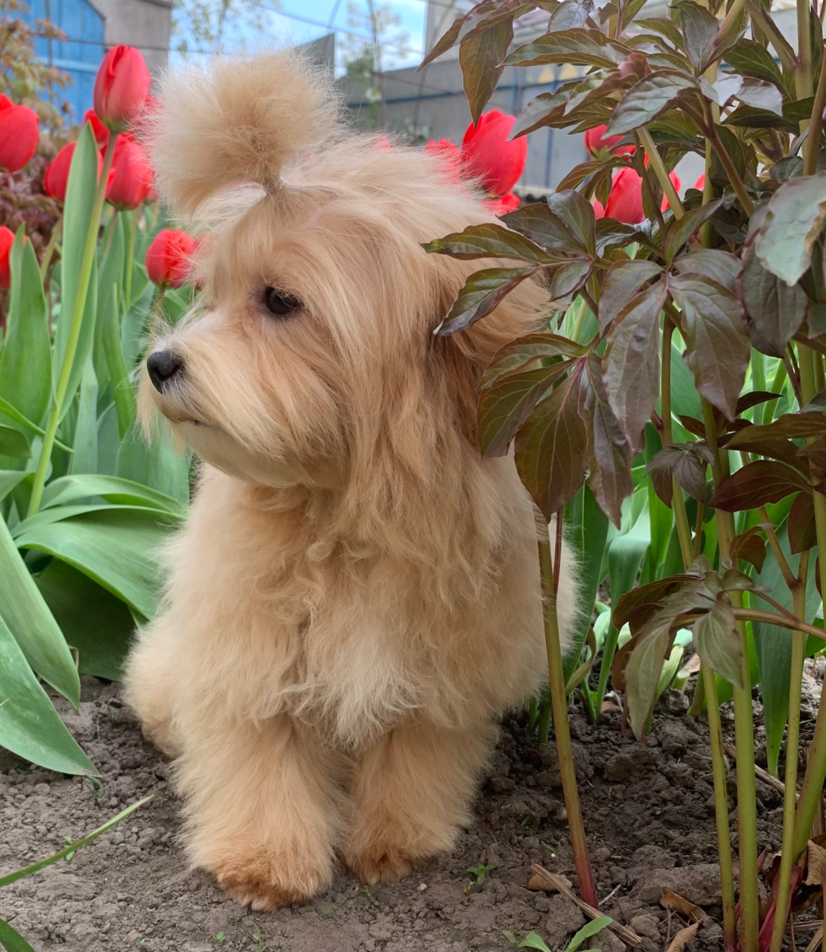 Мальтіпу хлопчик