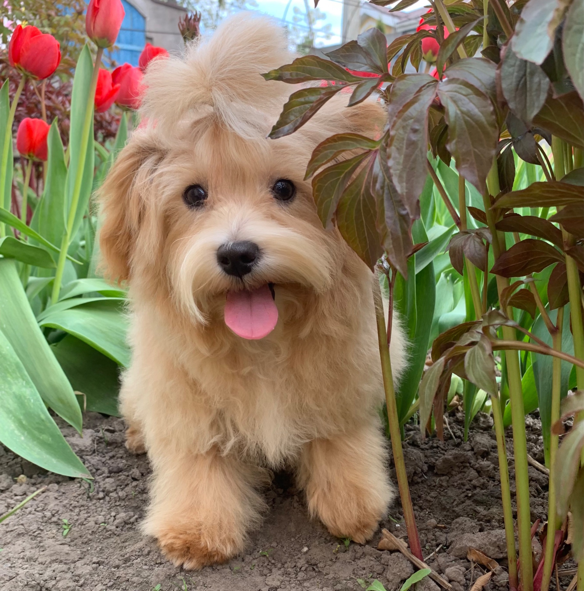 Мальтіпу хлопчик