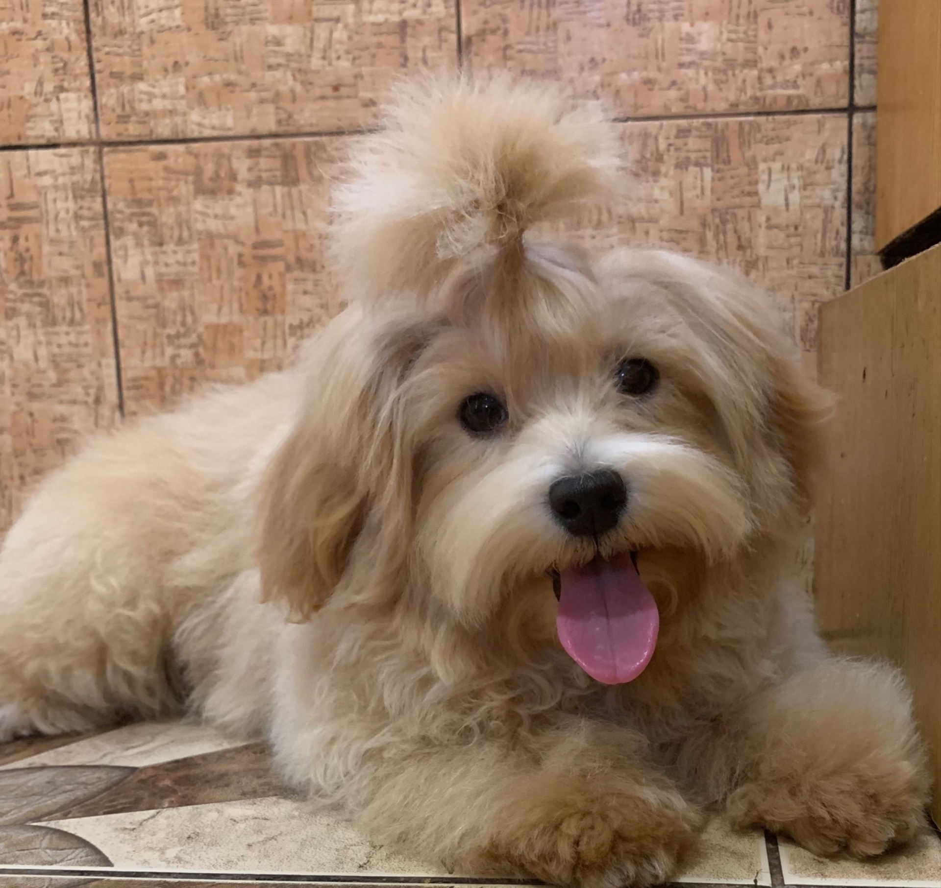 Мальтіпу хлопчик