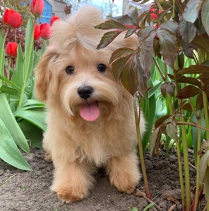 Мальтіпу хлопчик