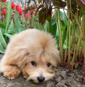 Мальтіпу хлопчик