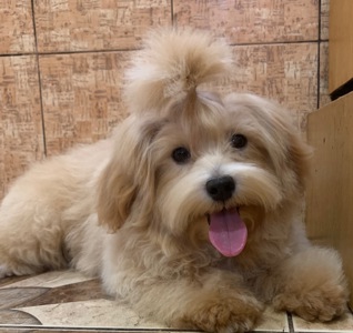 Мальтіпу хлопчик