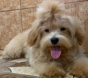 Мальтіпу хлопчик