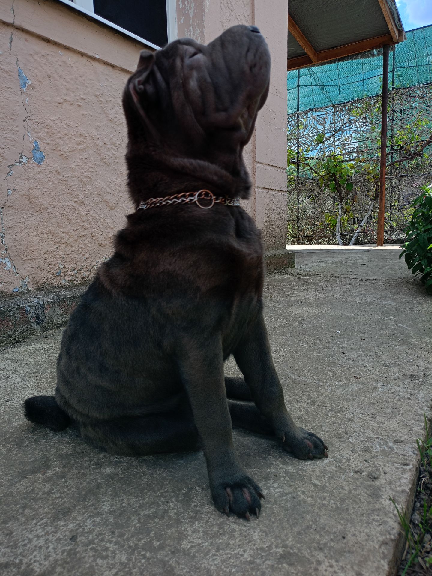 Шенки-Шарпей