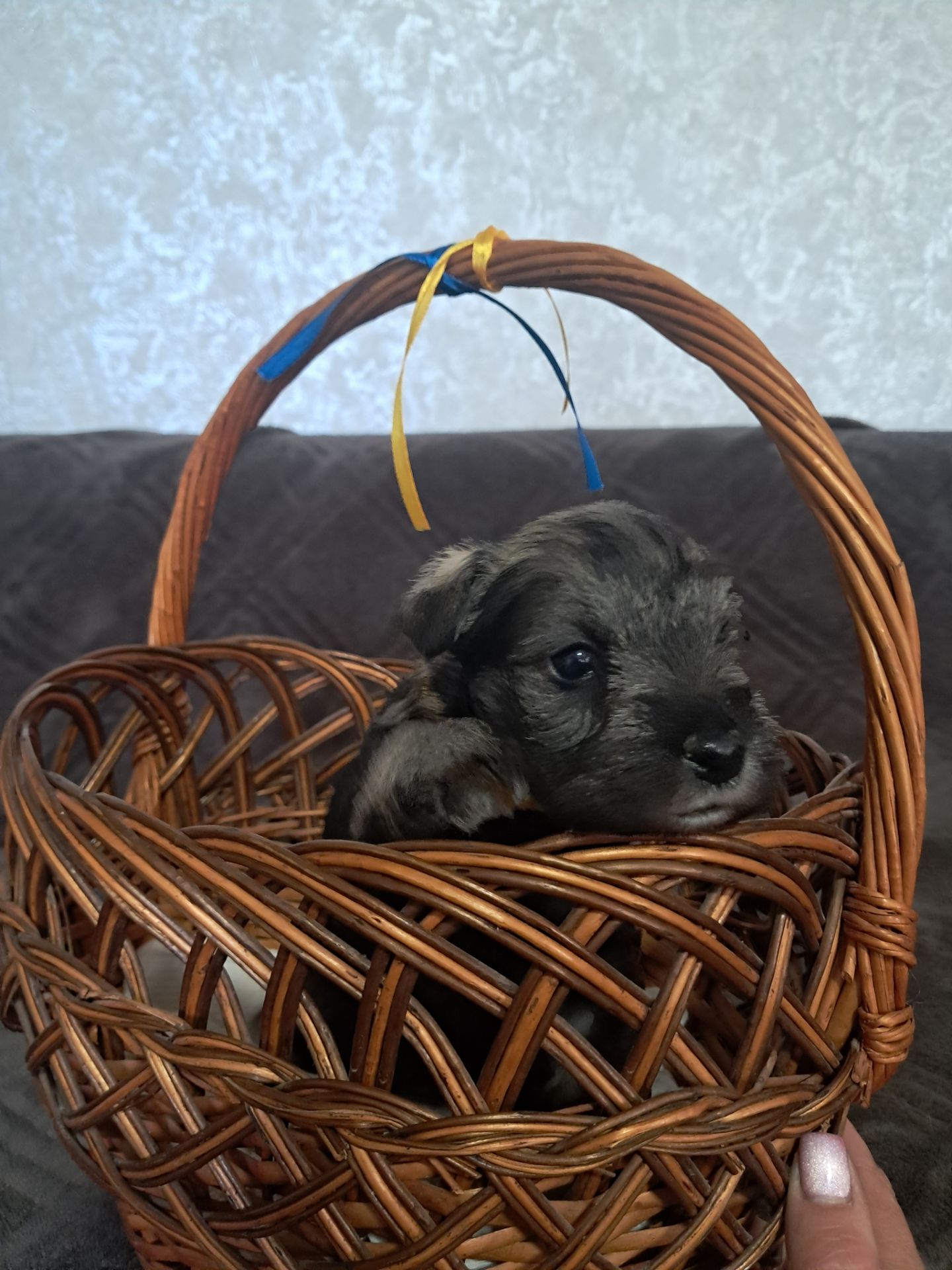 Хлопчик цвергшнауцера перець з сіллю