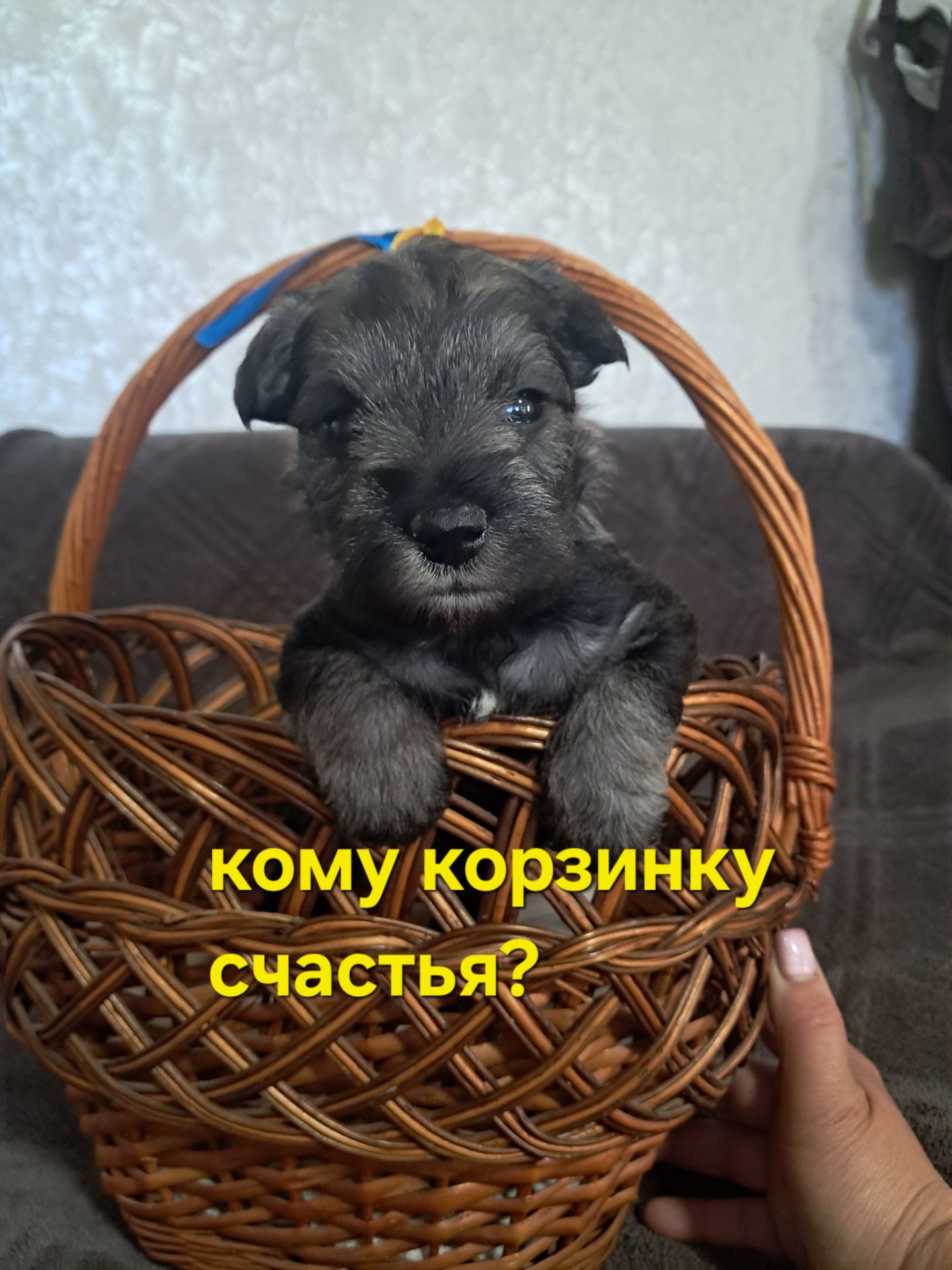 Хлопчик цвергшнауцера перець з сіллю