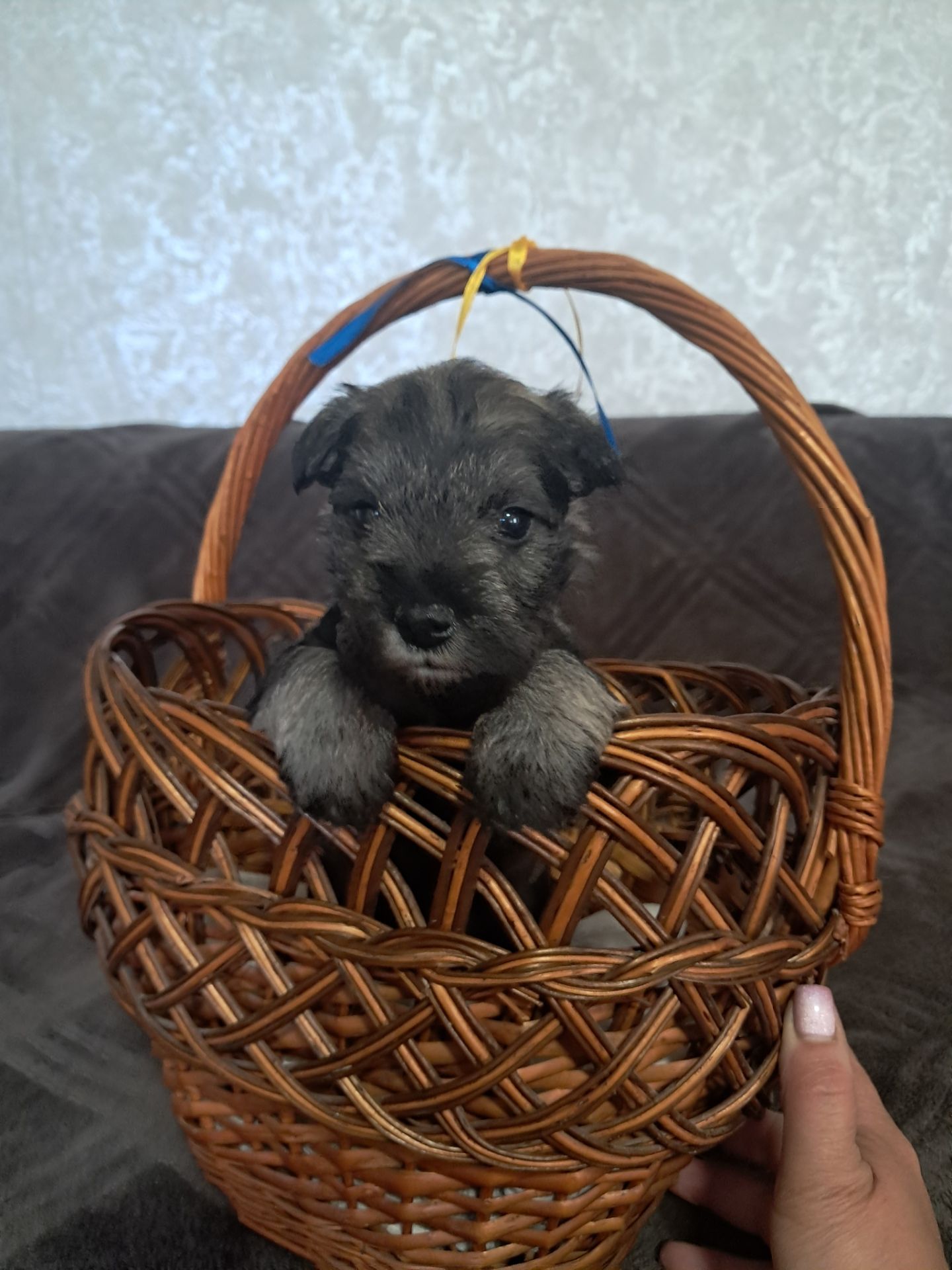 Хлопчик цвергшнауцера перець з сіллю