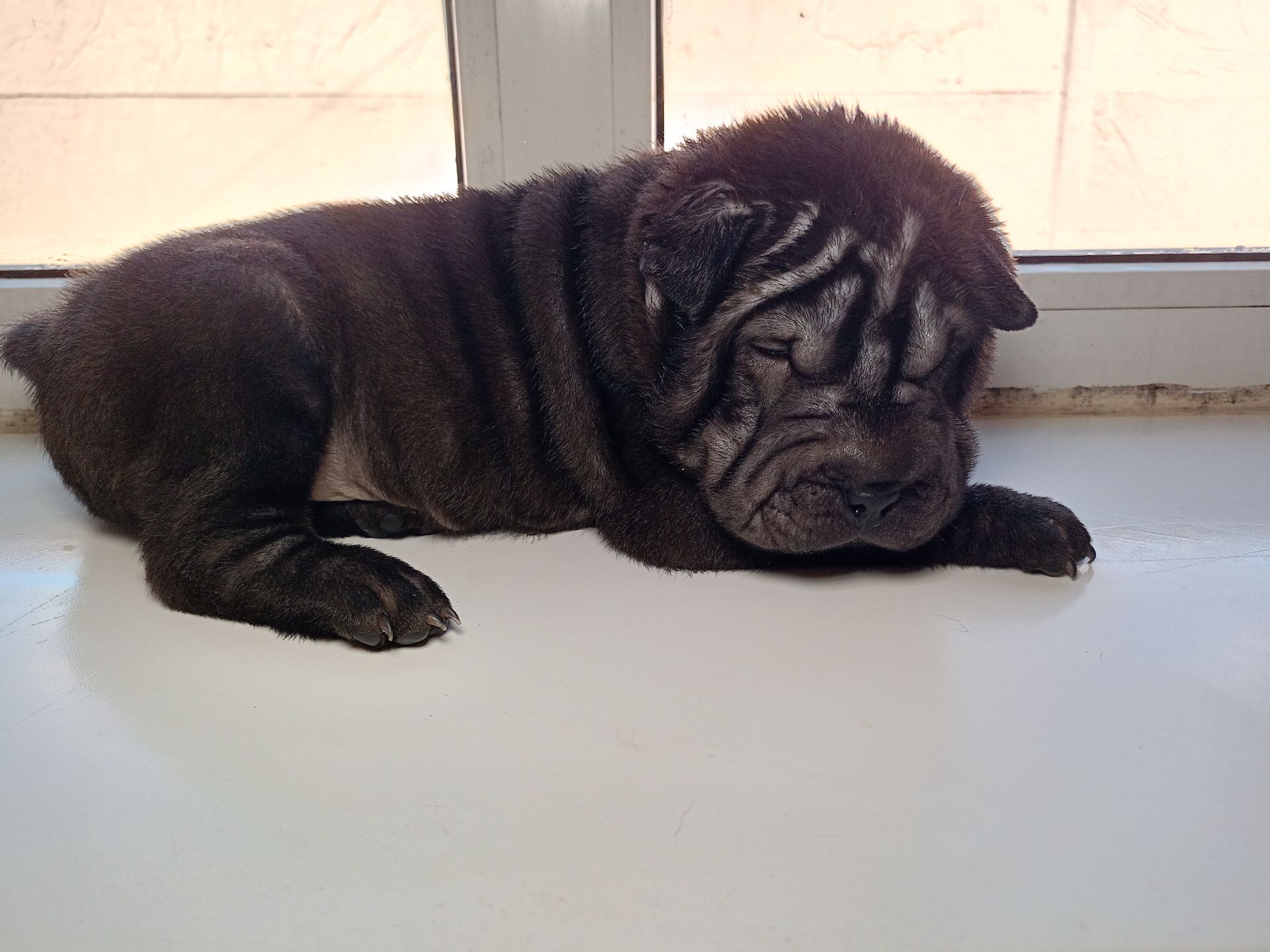 Шенки-Шарпей