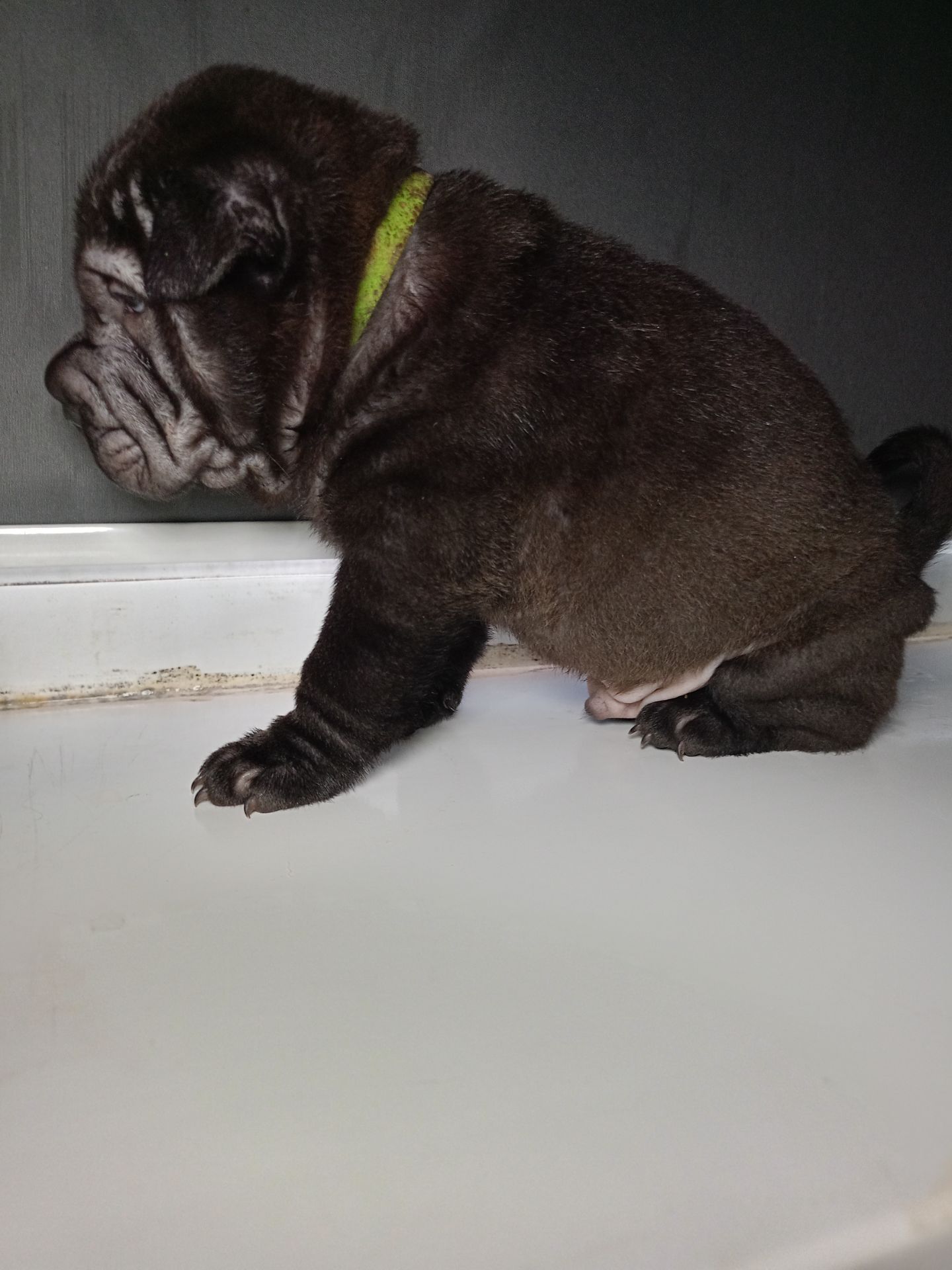 Шенки-Шарпей