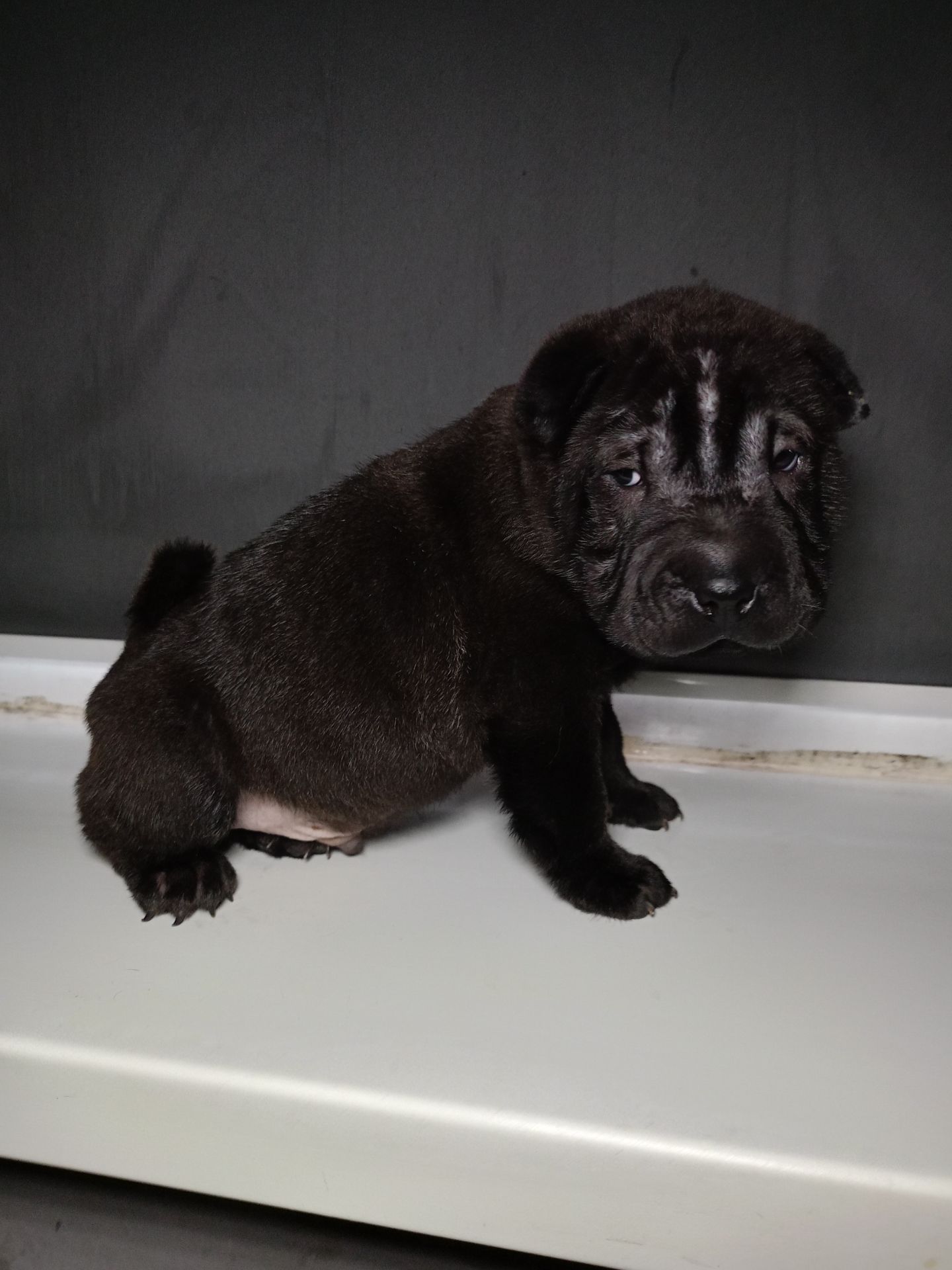 Шенки-Шарпей