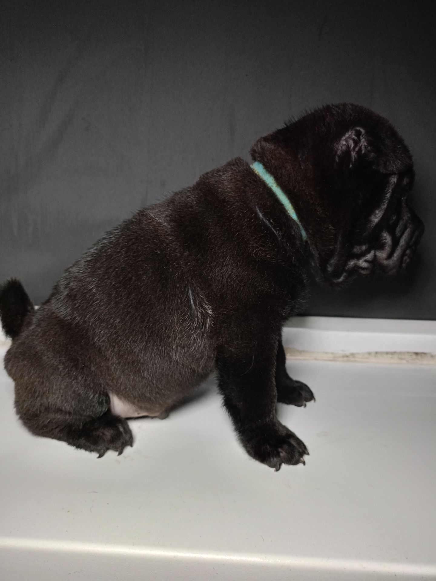 Шенки-Шарпей