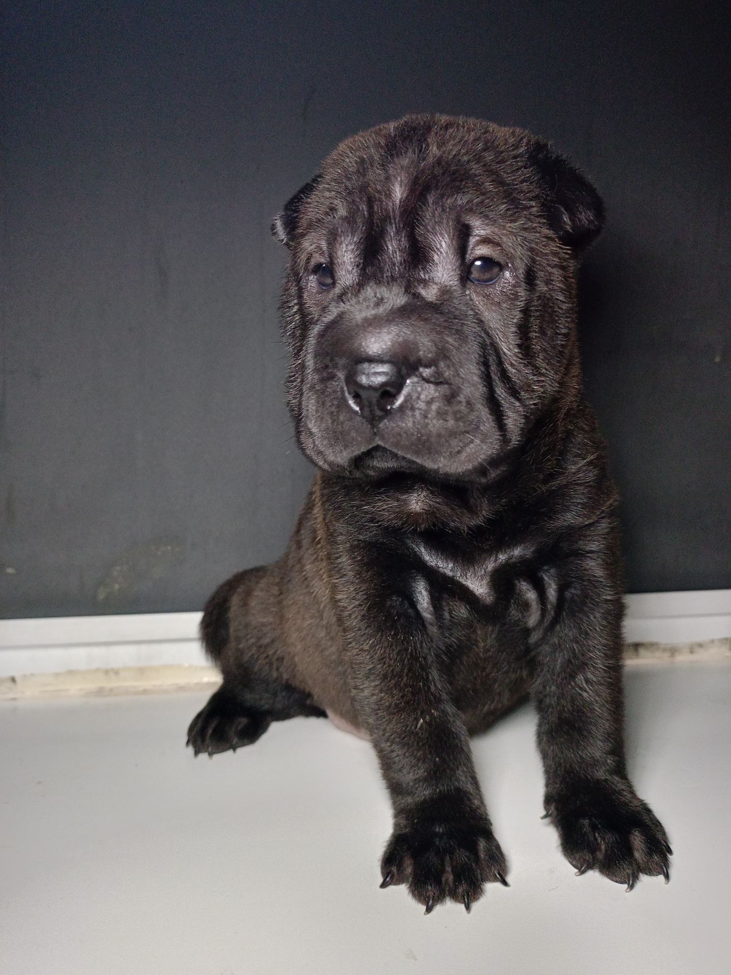 Шенки-Шарпей