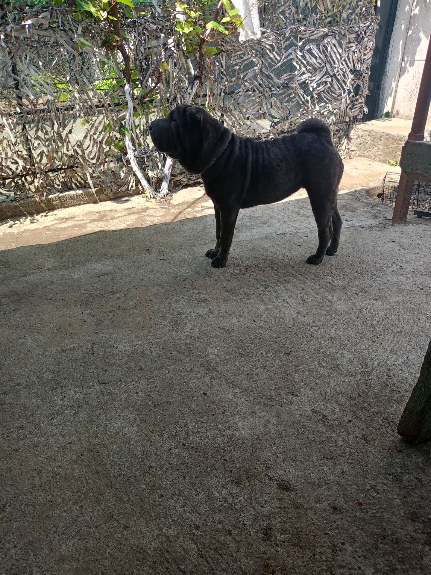 Шенки-Шарпей