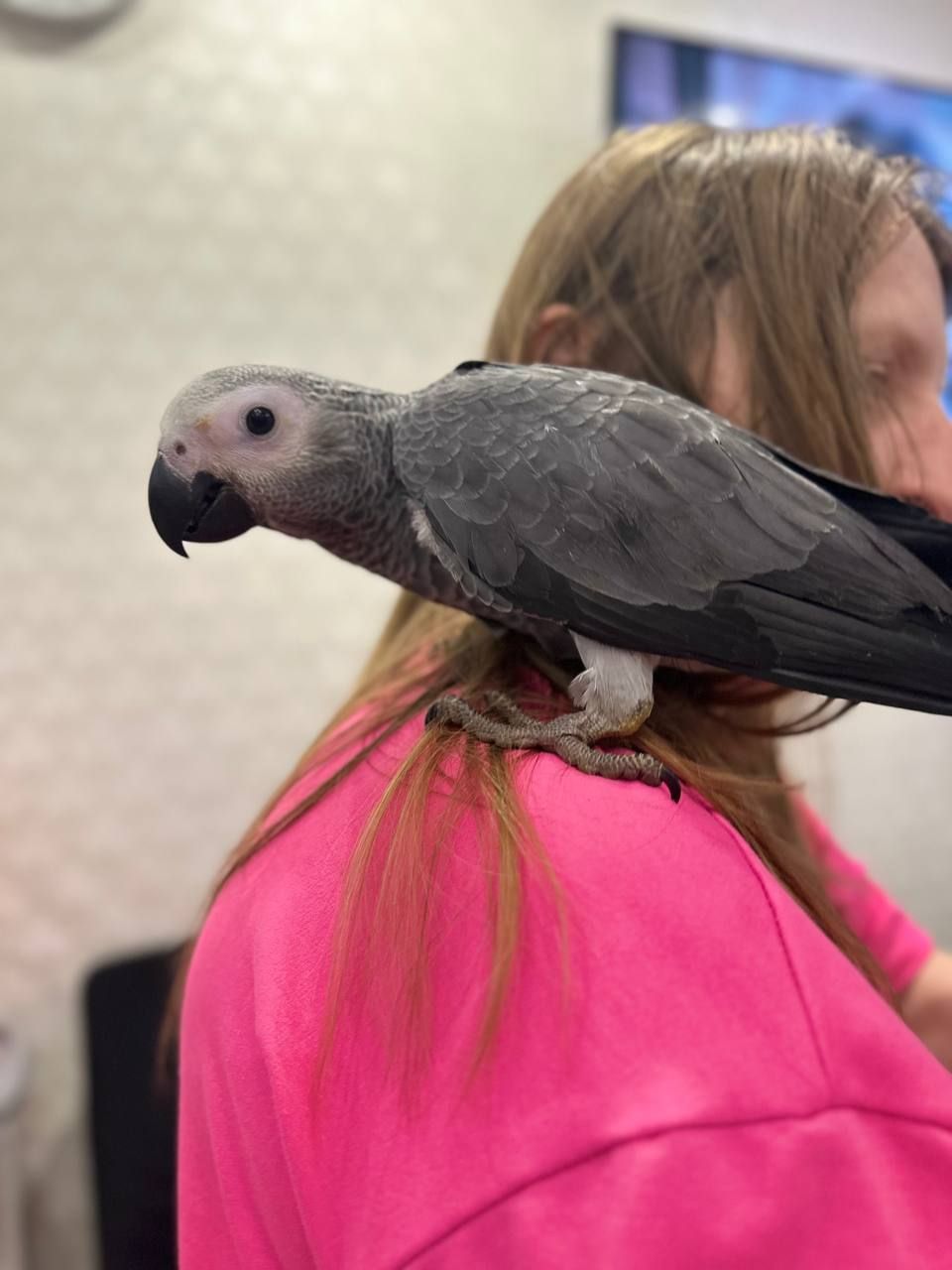 Жако Ручні пташенята молоді