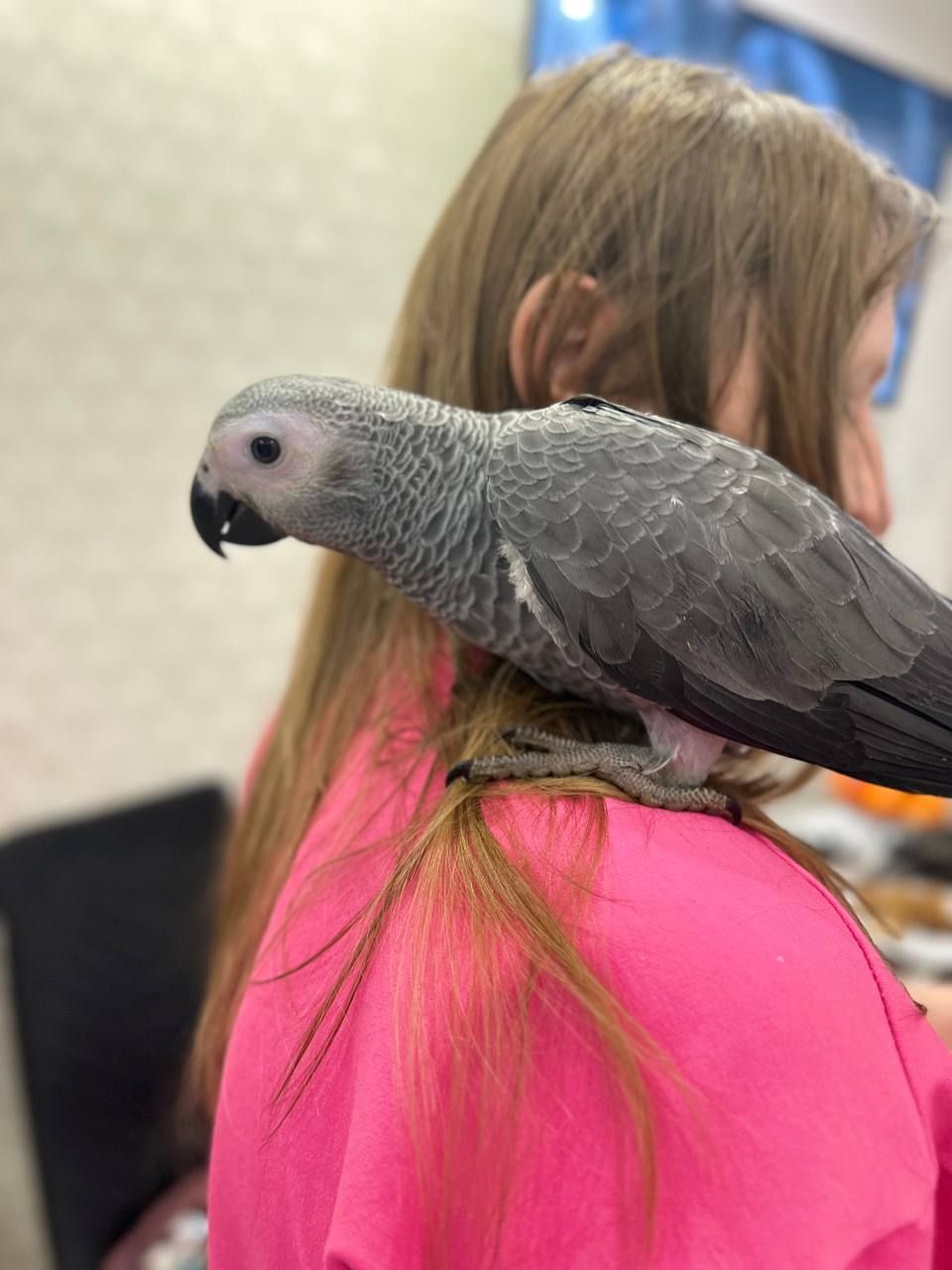 Жако Ручні пташенята молоді