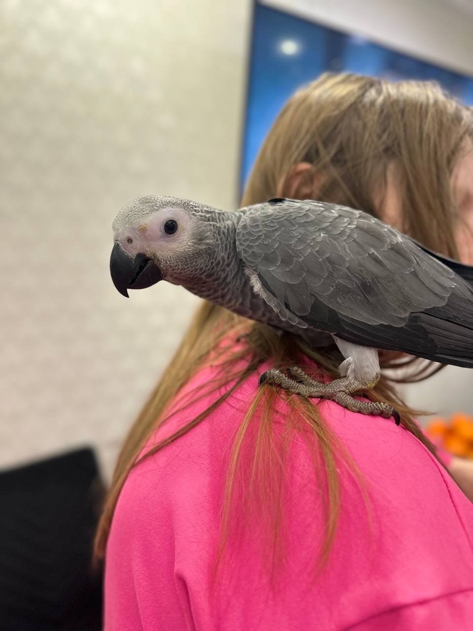 Жако Ручні пташенята молоді