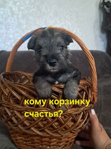 Хлопчик цвергшнауцера перець з сіллю