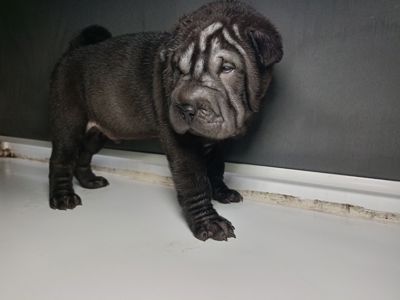 Шенки-Шарпей