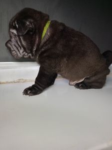 Шенки-Шарпей