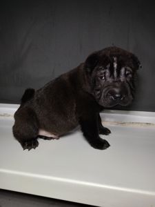 Шенки-Шарпей