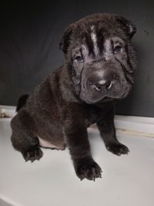 Шенки-Шарпей