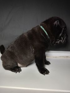 Шенки-Шарпей