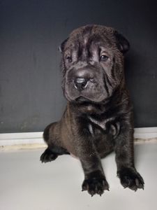 Шенки-Шарпей