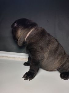 Шенки-Шарпей