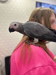 Жако Ручні пташенята молоді