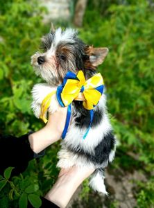 Бівер йорк, бивер, хлопчик манюня