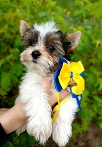 Бівер йорк, бивер, хлопчик манюня