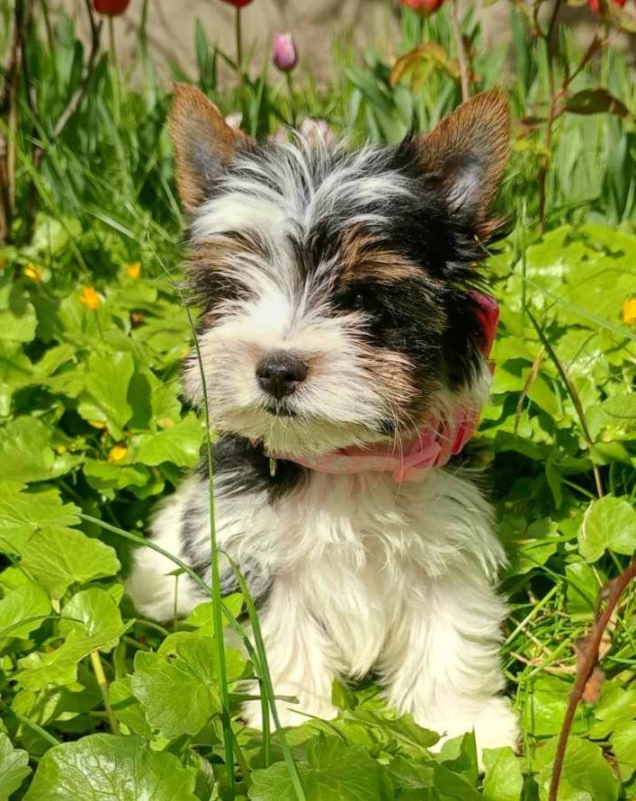 Бівер йорк, цуценята дівчинка манюня, бебі фейс