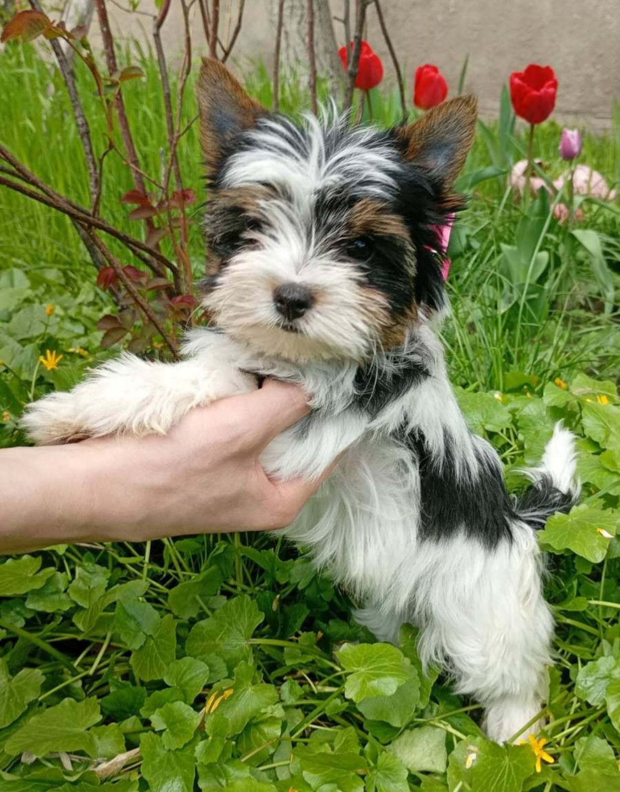 Бівер йорк, цуценята дівчинка манюня, бебі фейс