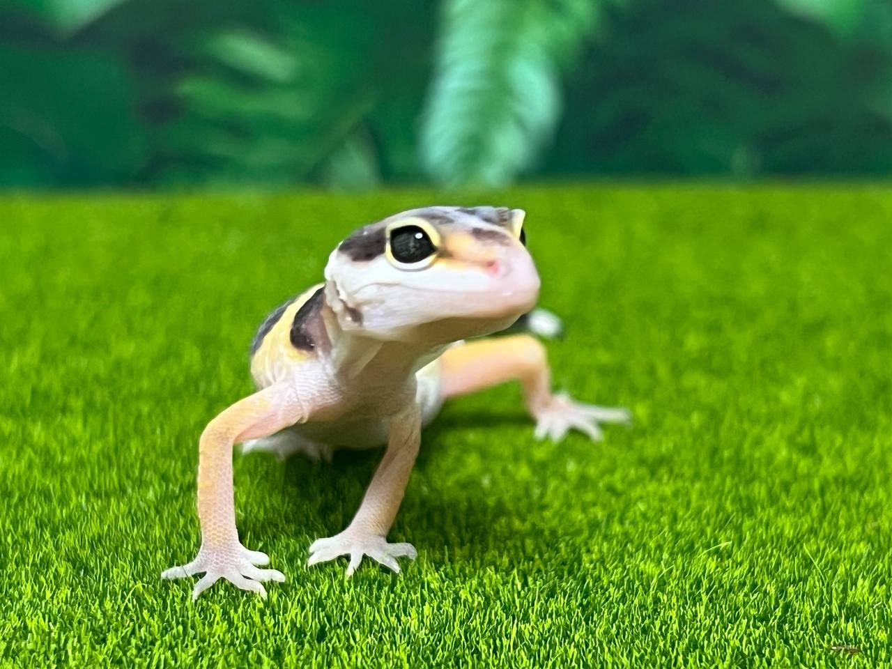 Леопардовый геккон эублефар