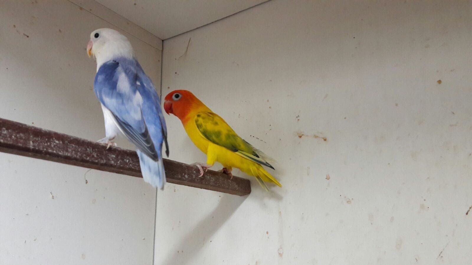 Неразлучники попугаи